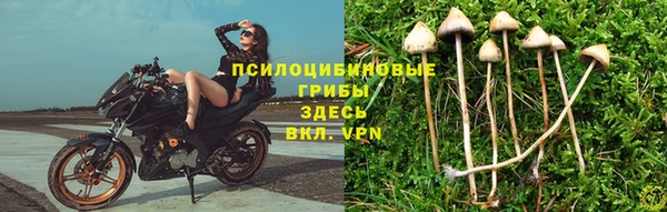 ГАЛЛЮЦИНОГЕННЫЕ ГРИБЫ Аркадак